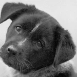 Un cachorro ladea la cabeza después del baño