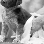 El cachorro mientras lo secan con una toalla