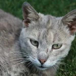 Retrato de un gato gris de ojos verdes sobre el pasto