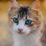 Una gata atigrada de ojos azules mira a la cámara