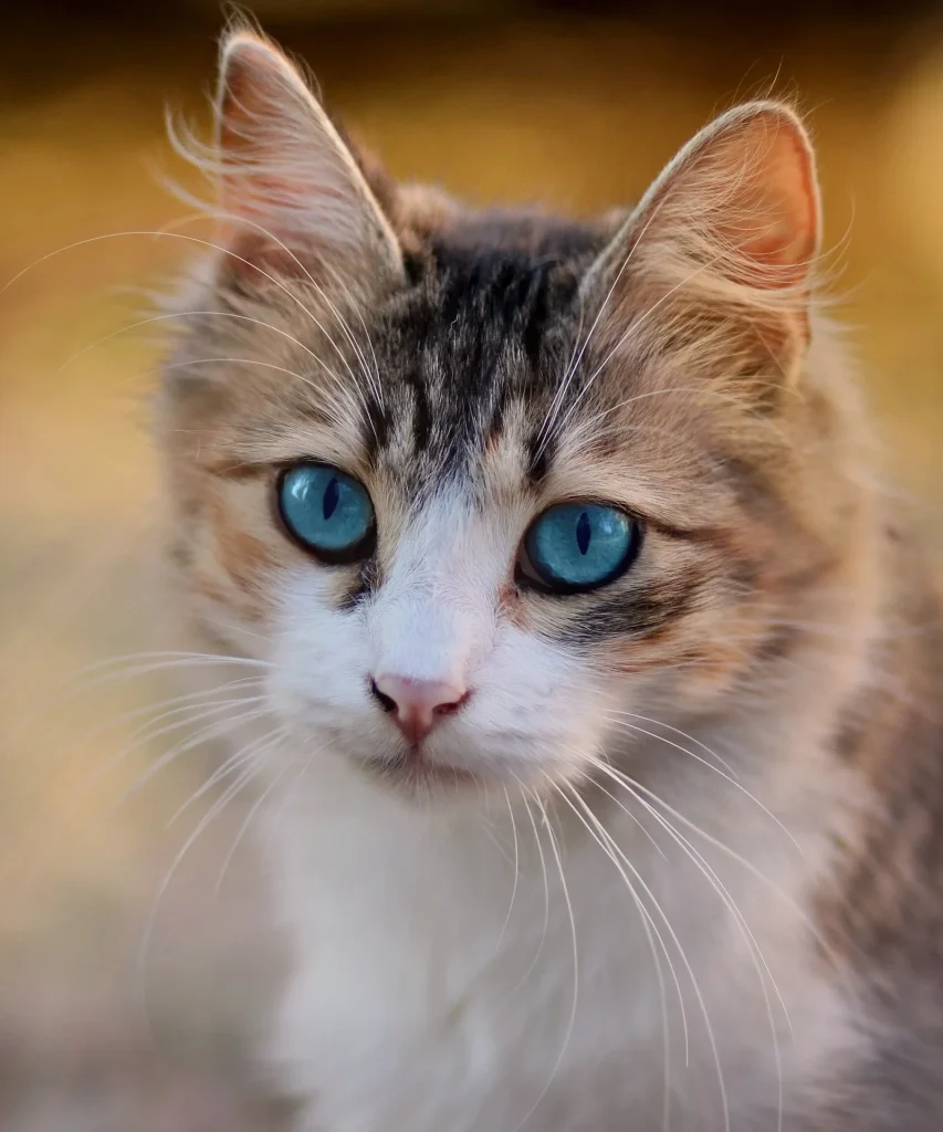 Una gata atigrada de ojos azules mira a la cámara