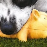 El cerdito de hule amarillo de cerca