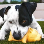 Un cachorro muerde el cerdito de hule