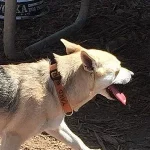 Acercamiento a la cabeza de Chispa con su collar naranja