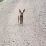 Un perro de pie sobre un camino de terracería