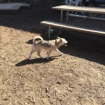 Un perro pequeño mestizo de pelaje beige camina al sol