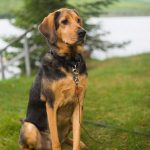 Un perro de pelaje negro y café sentado con correa junto a un lago