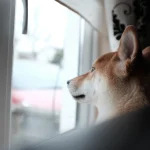 Un perro Shiba de perfil mira por una ventana