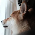 Retrato de perfil de un perro Shiba