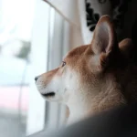 Un perro Shiba mira por la ventana con luz natural