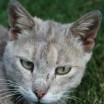 Cara del gato gris encontrado, de ojos verdes y orejas grandes