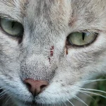 Acercamiento a la nariz del gato gris, con una pequeña marca rojiza