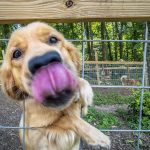 Un golden retriever se asoma por la cerca de un patio de juegos para perros