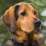 Un perro de orejas largas atento durante una sesión de entrenamiento