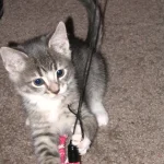 Una gatita atigrada juega con una varita de cuerdas de tela rosa
