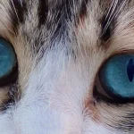 Los ojos azules de Luna