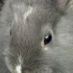 La carita de Nube, gris con una mancha blanca en la nariz