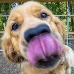Un golden retriever saluda desde la cerca del patio