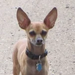 Acercamiento al perro encontrado con su collar negro y placa azul