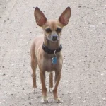 El perro encontrado de pie en el camino, de pelaje canela y orejas grandes