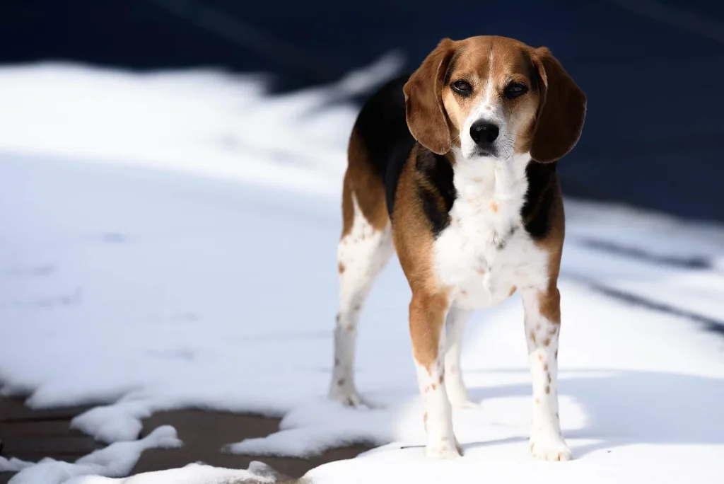 Max, un beagle tricolor