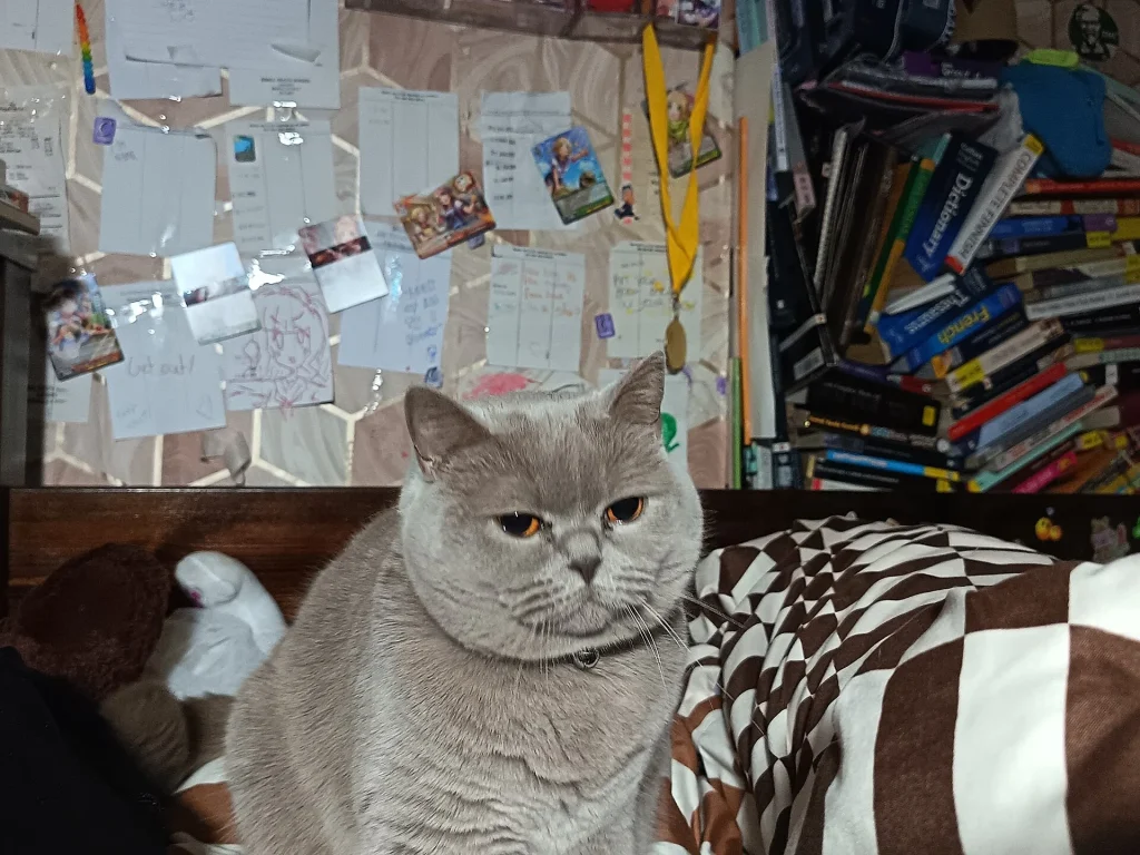 Humo, un gato gris sentado en la cama