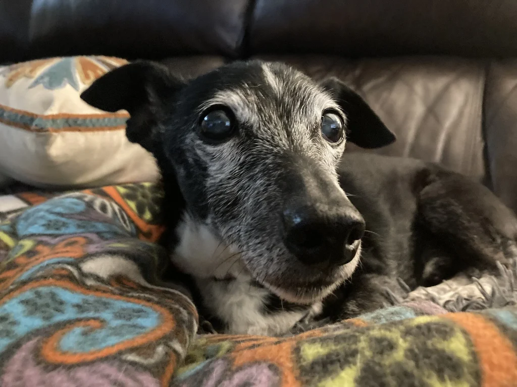 Pimienta, una perrita mestiza negra con el hocico canoso, recostada en una cobija