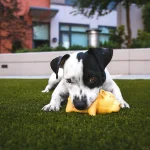 Un cachorro blanco con negro muerde un juguete de hule en forma de cerdito
