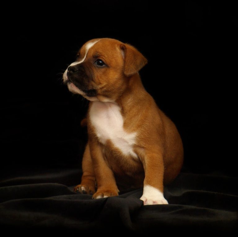 Un cachorro color canela con pecho blanco mira hacia un lado sobre fondo oscuro