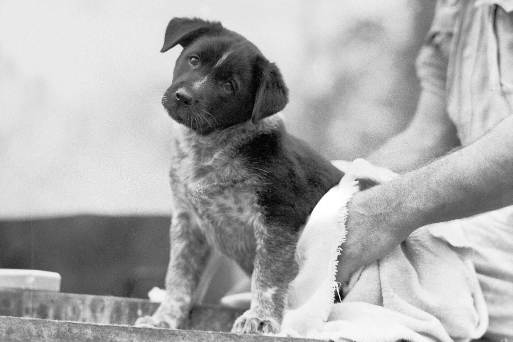 Un cachorro ladea la cabeza mientras lo secan con una toalla