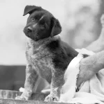 Un cachorro ladea la cabeza mientras lo secan con una toalla