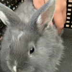 Una coneja gris de orejas largas sostenida con una mano en una canasta