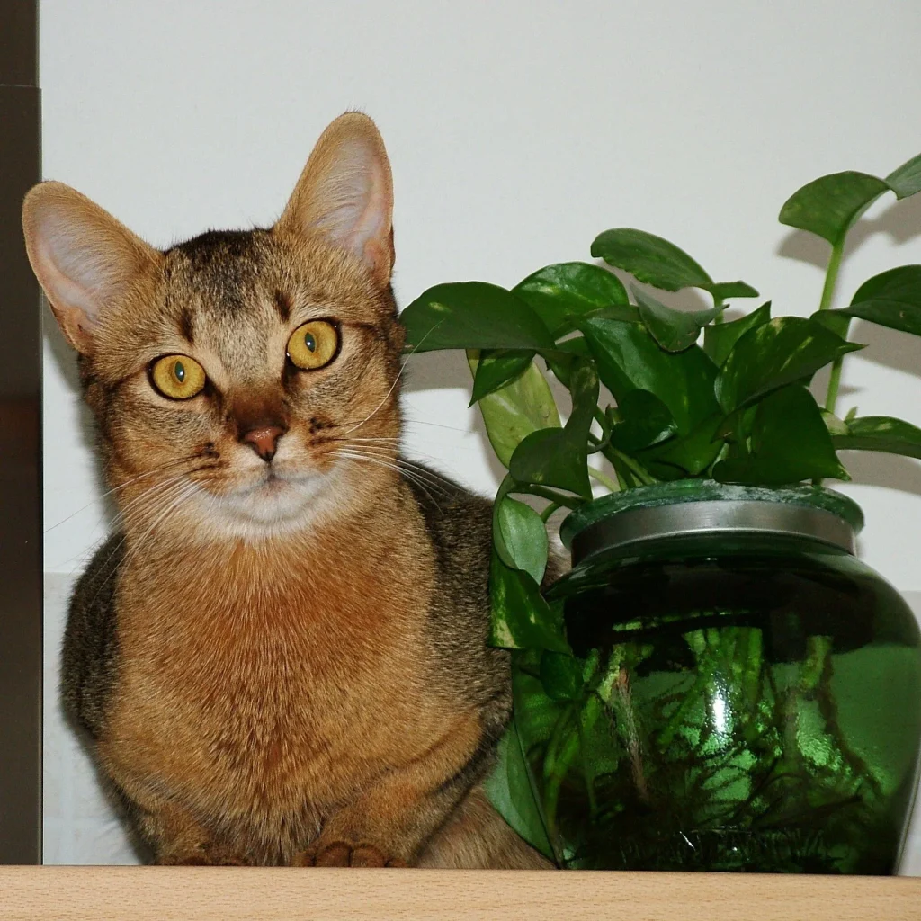 Un gato Abisinio de pelo rojizo, sentado y alerta
