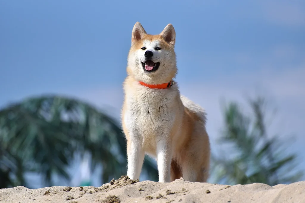 Un Akita Inu rojo y blanco de pie al aire libre