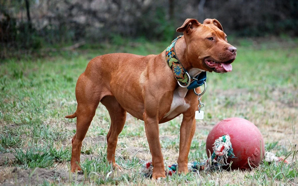 Un American Pit Bull Terrier de pelo corto mira a la cámara