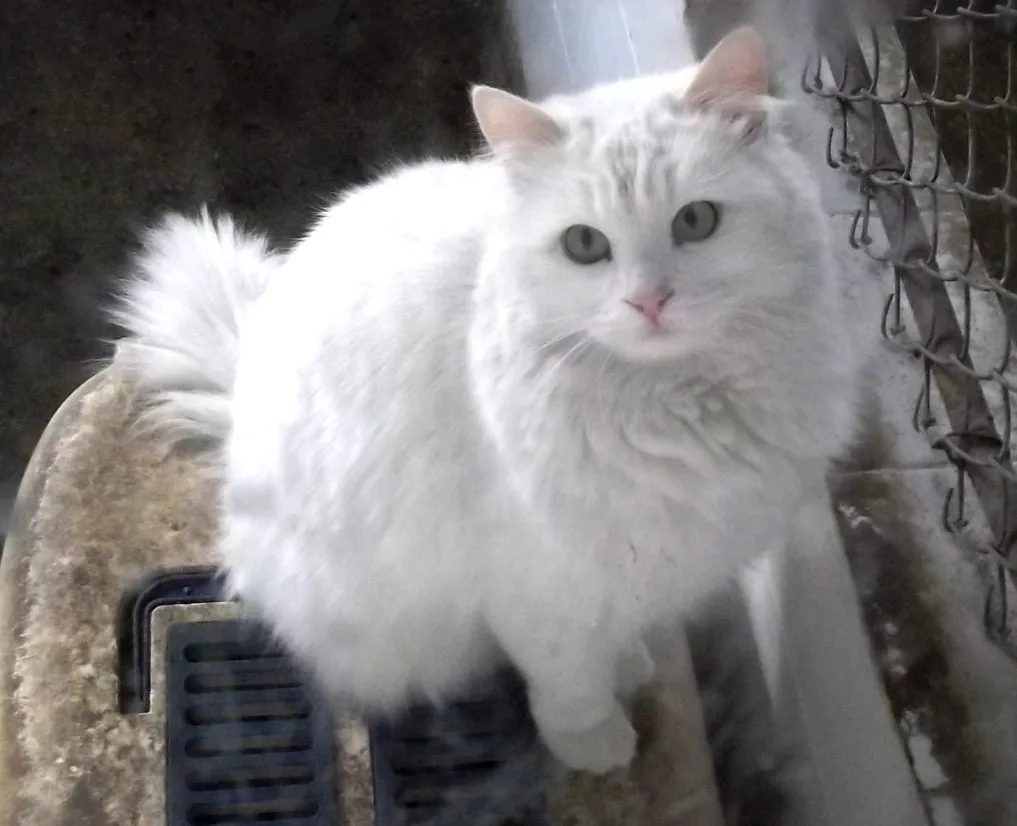 Un Angora turco blanco de pelo sedoso