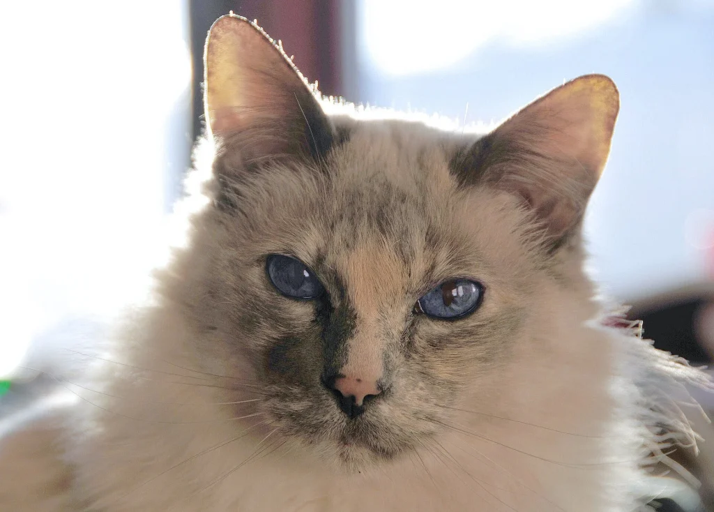 Un gato Balinés de pelo largo con puntos de color