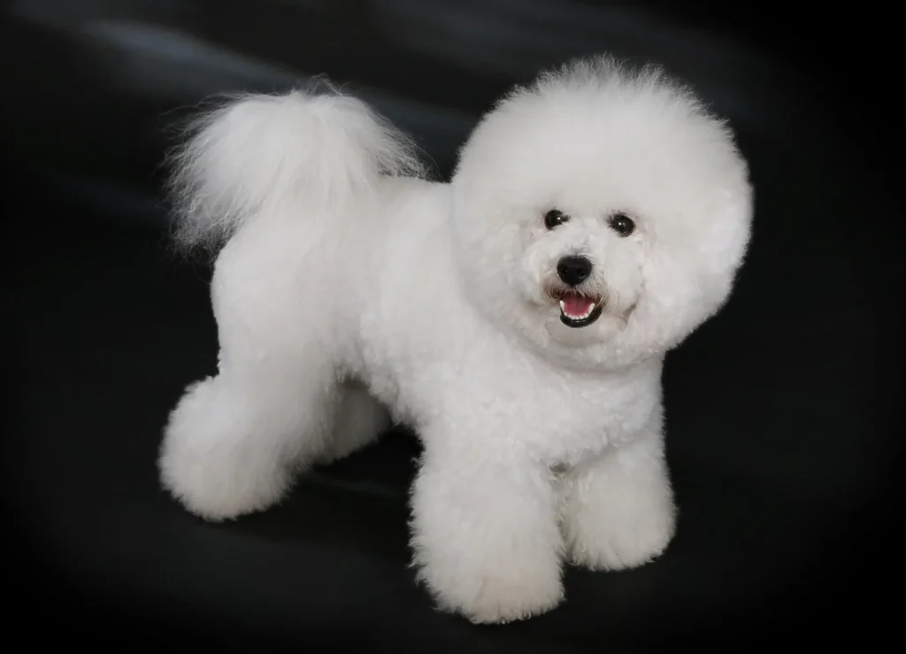 Un Bichón frisé blanco de pelo rizado sentado