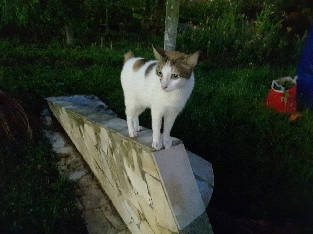 Un Bobtail japonés tricolor con su cola corta