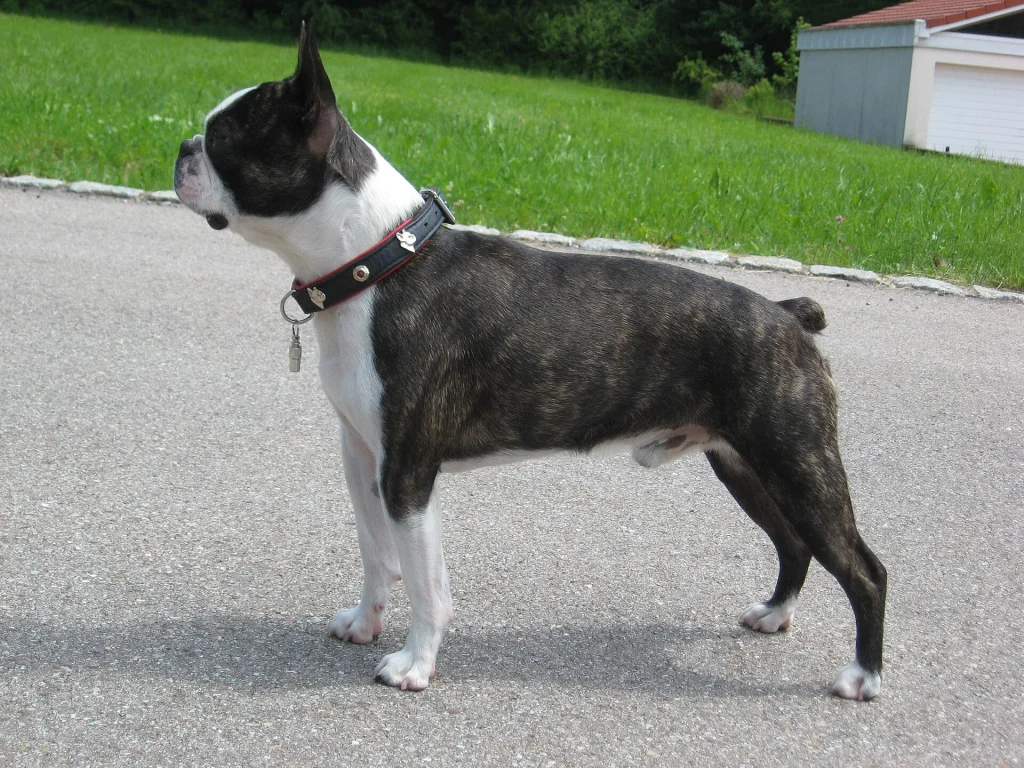 Un Boston Terrier blanco y negro de frente