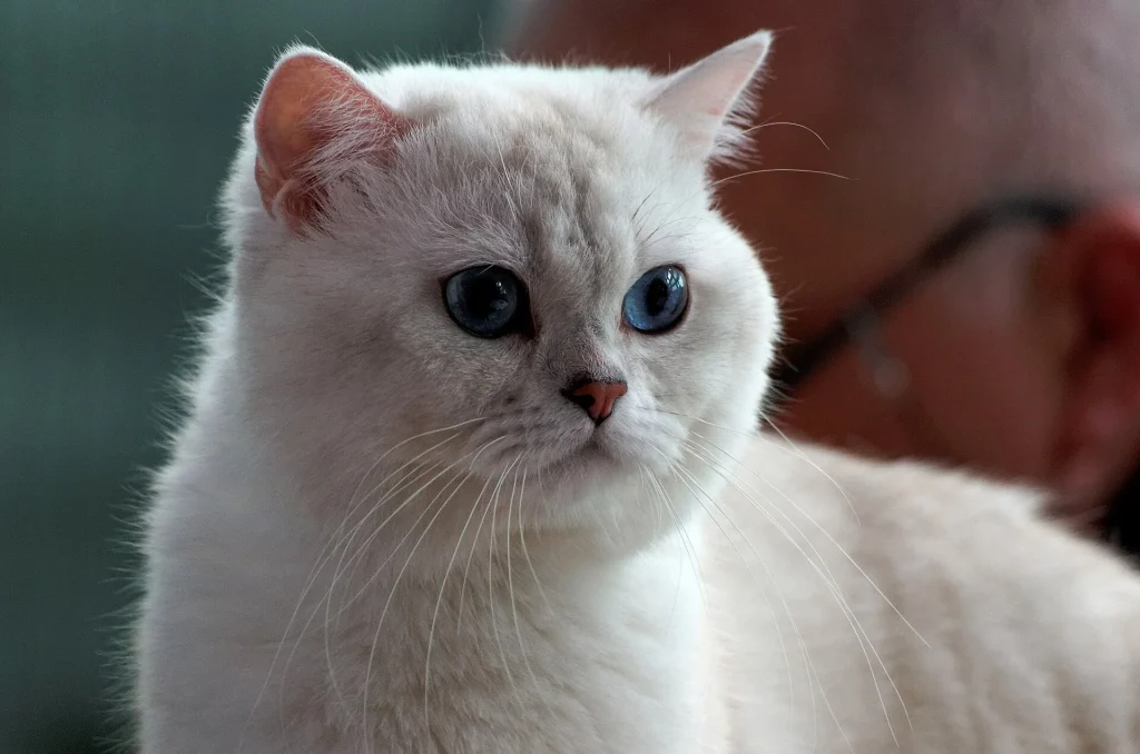 Un gato Británico de pelo corto azul grisáceo