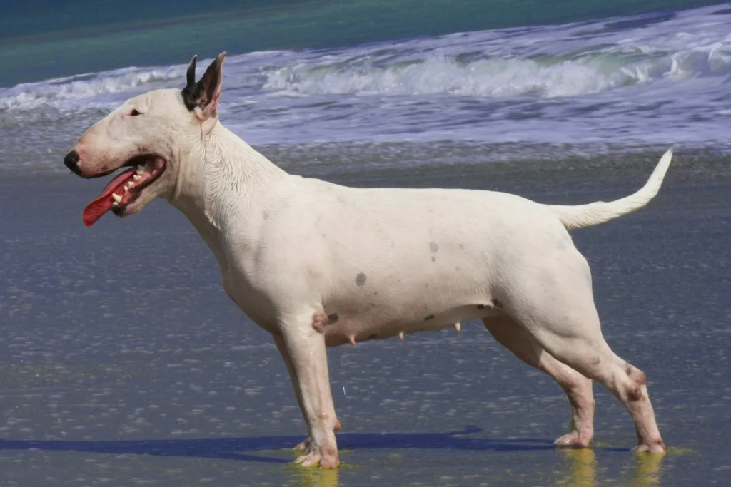 Un Bull Terrier blanco con su característica cabeza ovalada