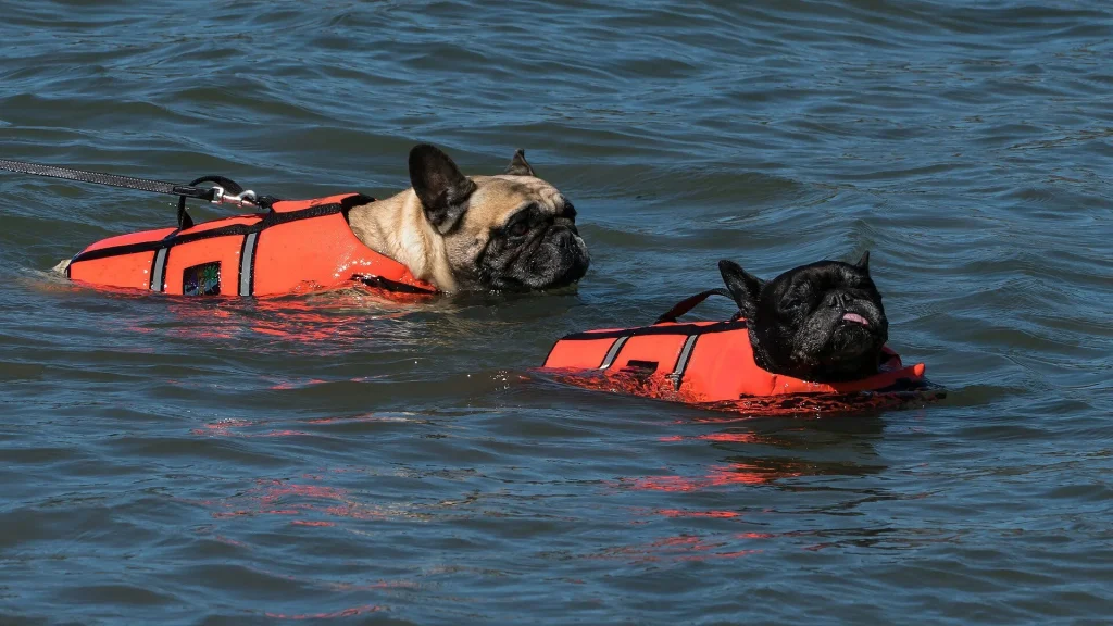 Dos Bulldog francés con chaleco salvavidas en el agua