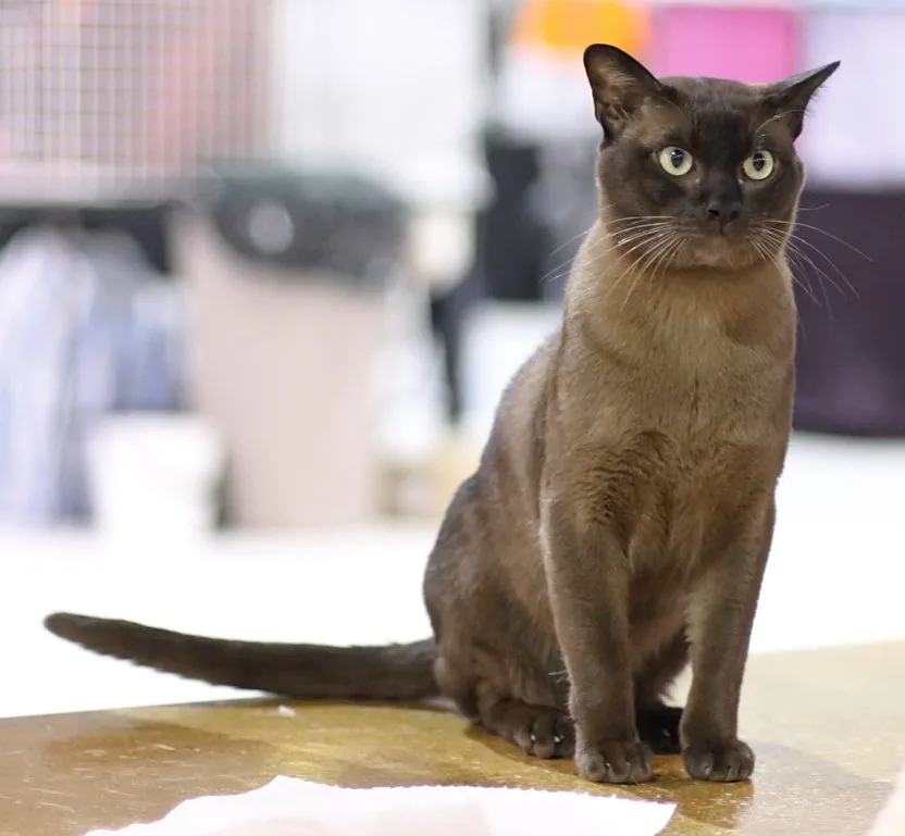 Un gato Burmés en una exposición felina