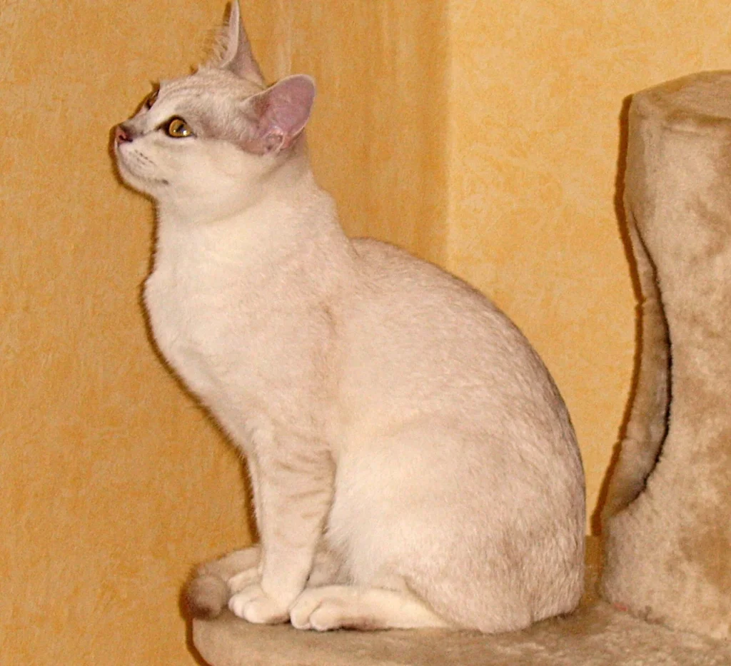 Un gato Burmilla plateado de ojos verdes