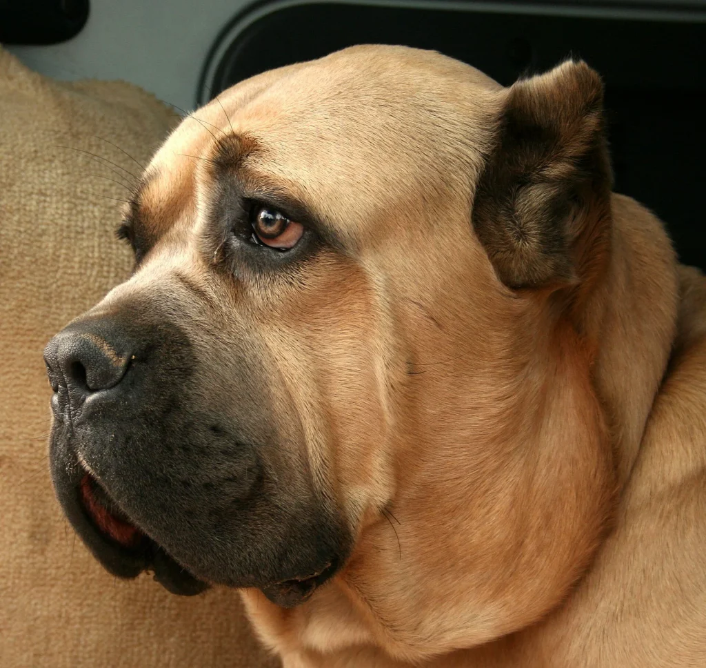Perfil de la cabeza de un Cane Corso gris