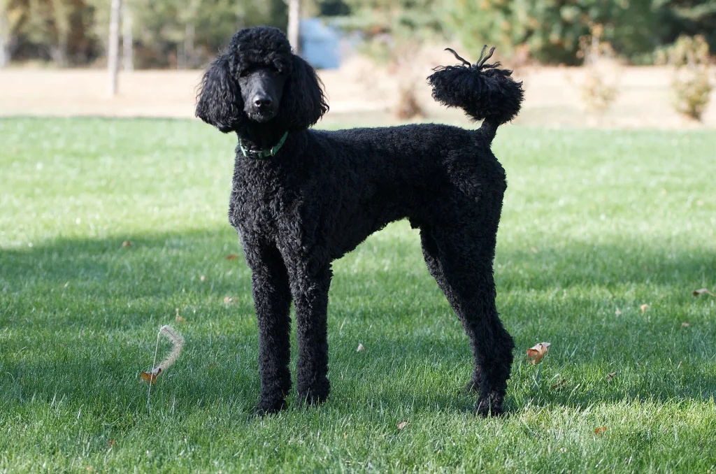 Un Caniche estándar de pelo rizado sentado en el pasto