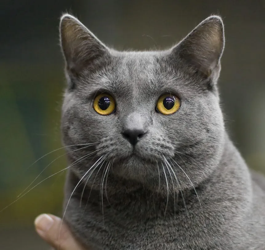 Un gato Chartreux gris azulado de ojos naranjas