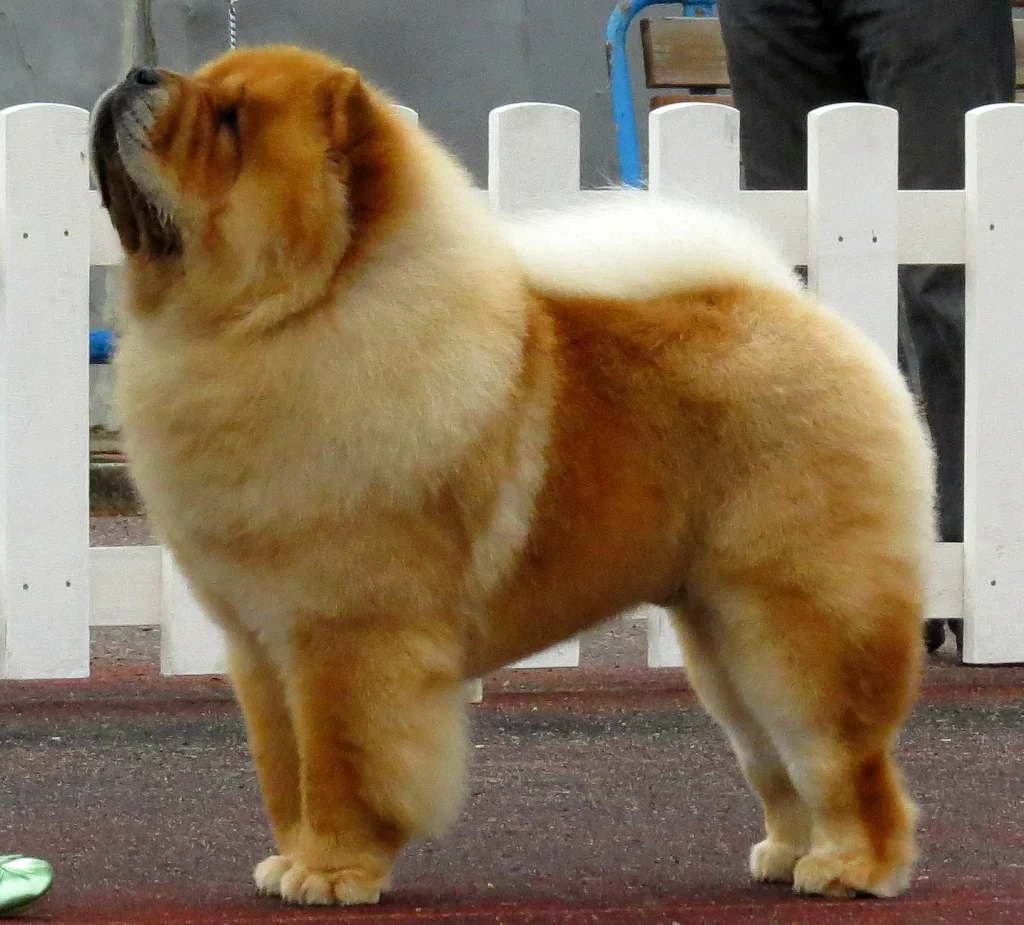 Un Chow Chow rojo de pelo abundante, de pie