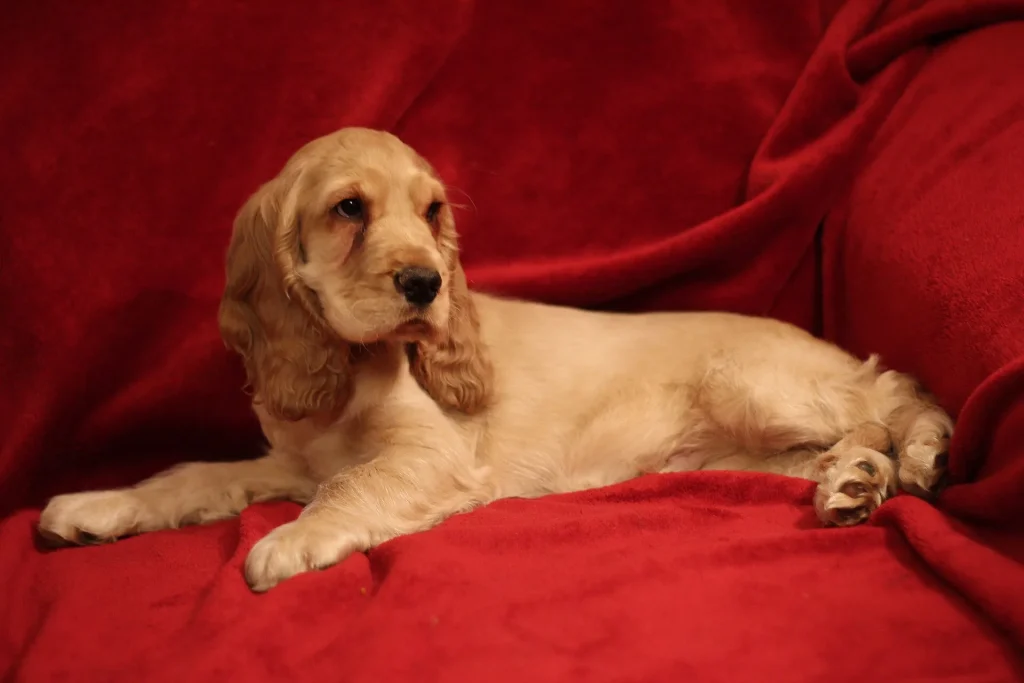 Un Cocker Spaniel inglés dorado sentado